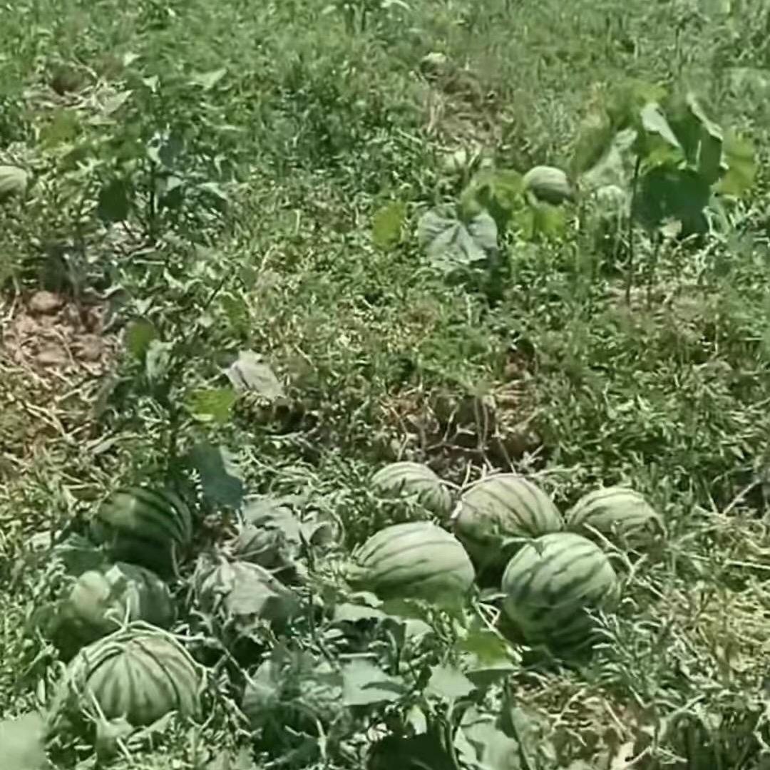 西瓜，红薯