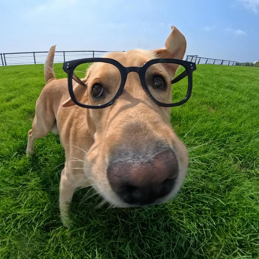 梦想变成一只草履虫