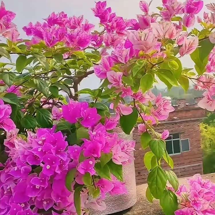 小陌爱养花