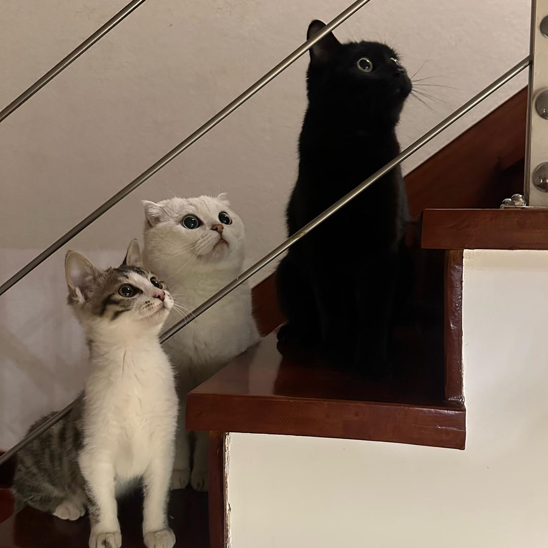 你一抹微笑如茉莉