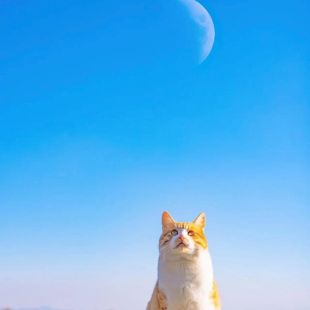 ♪凰小嘉