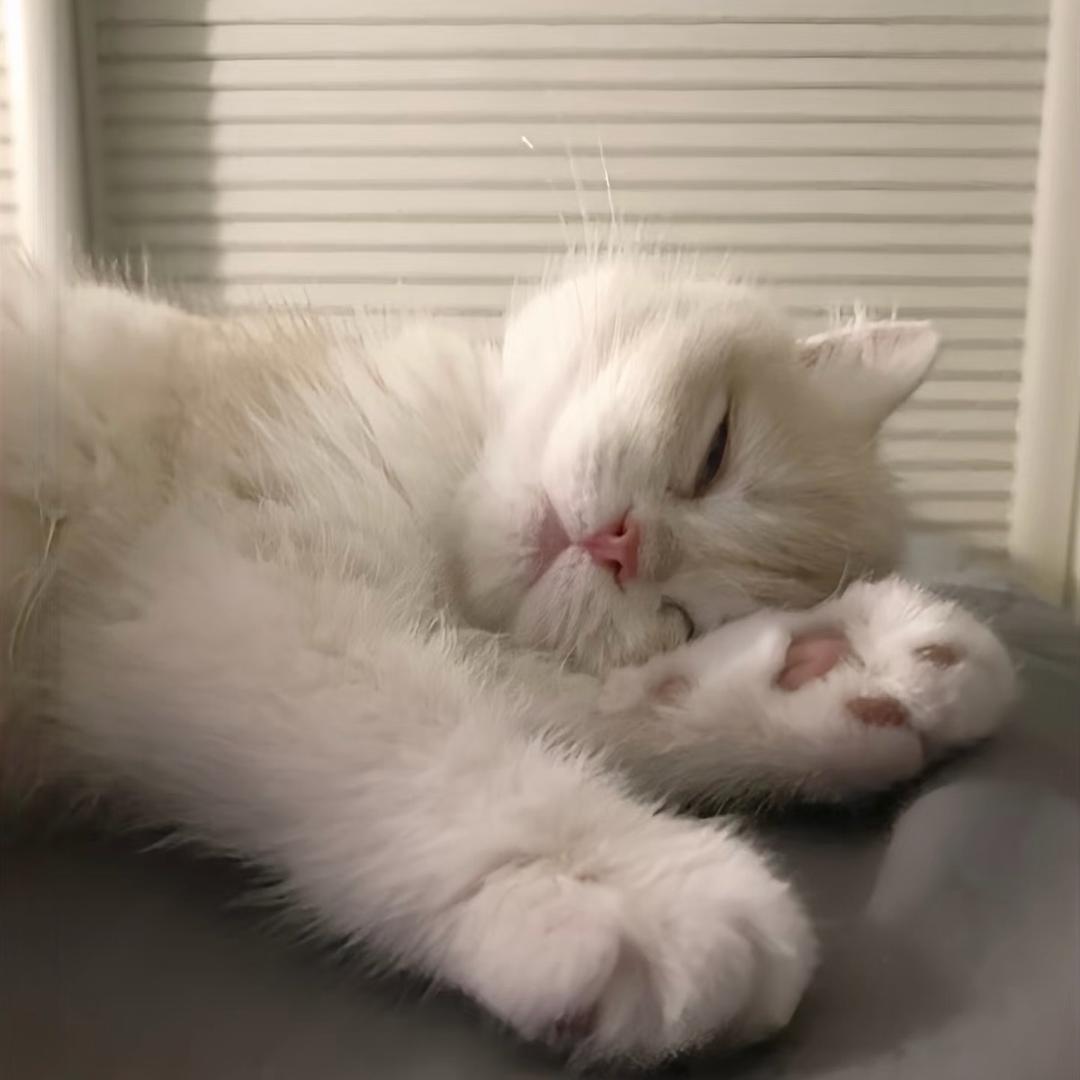 倪倪