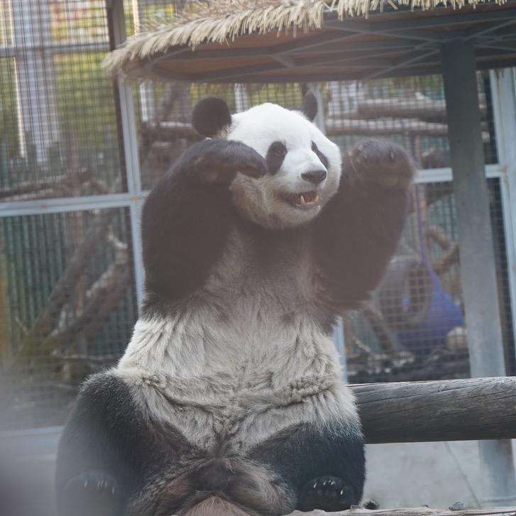 萌兰的瓜姐