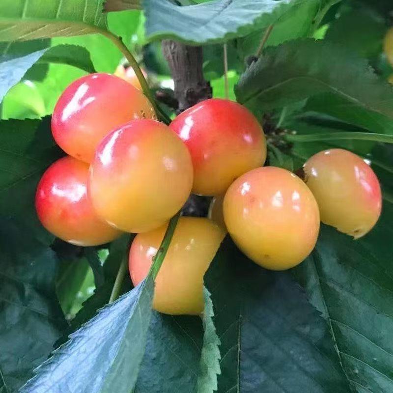 春暖花开农业