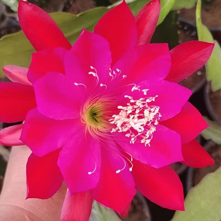 琳淋的花园