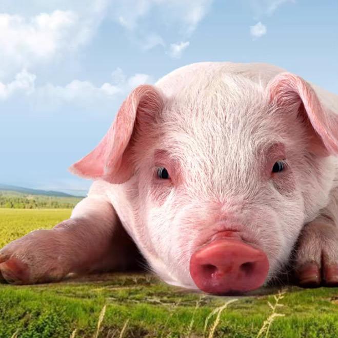 农家散养土猪鲜肉制品