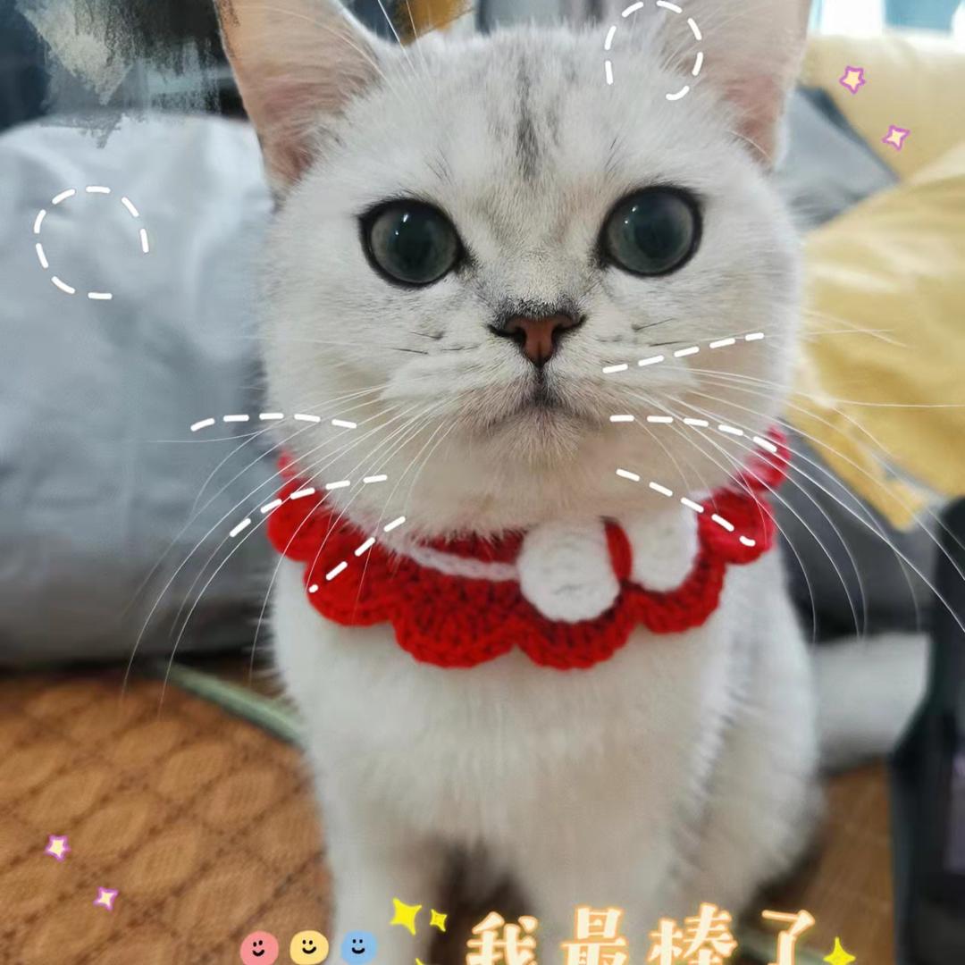 半旅。