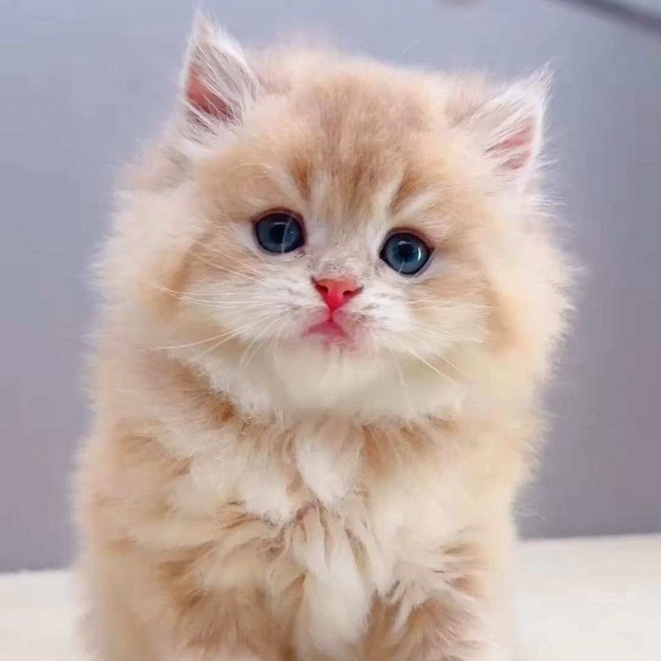 恋上鱼的猫（不闲聊）
