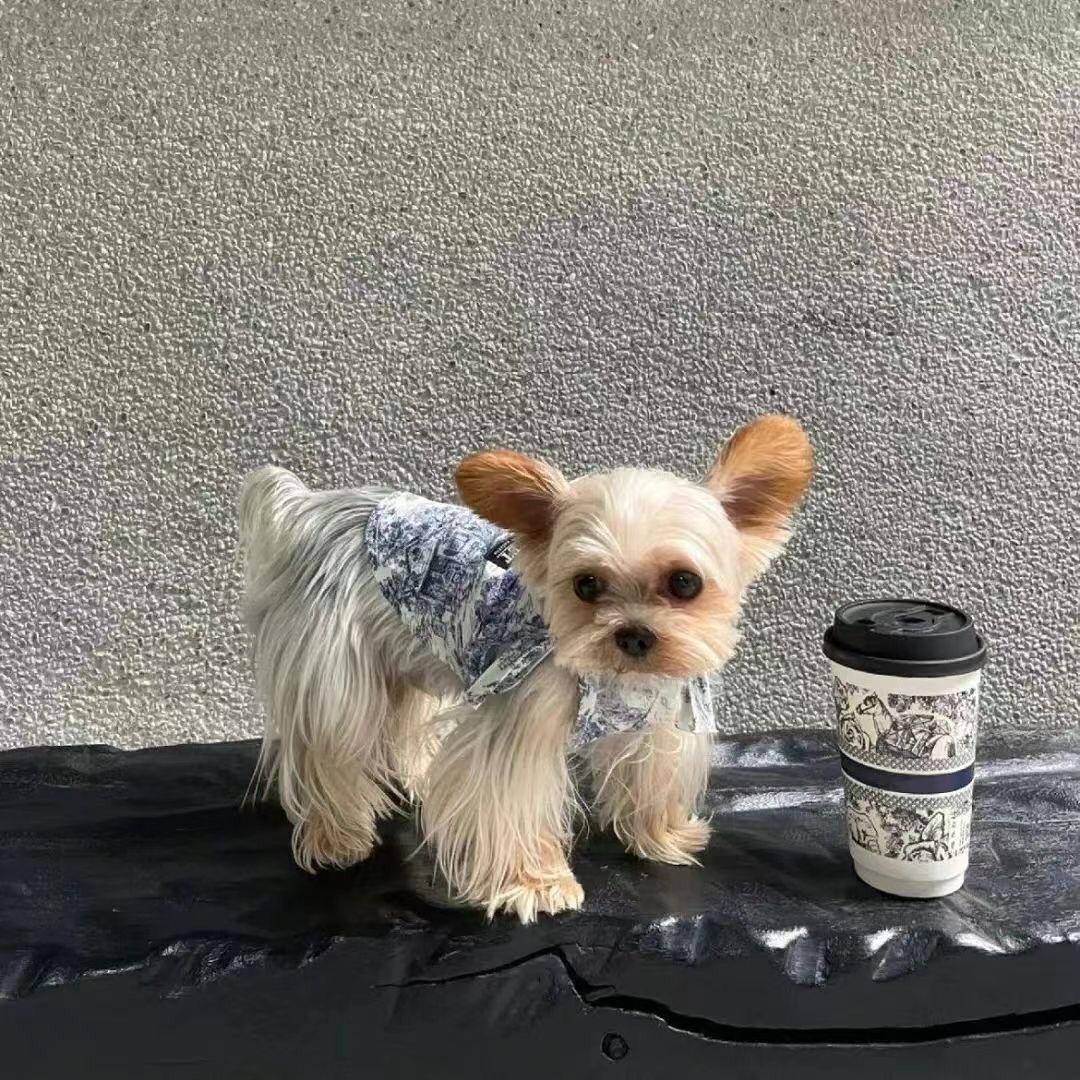 过往都是诗