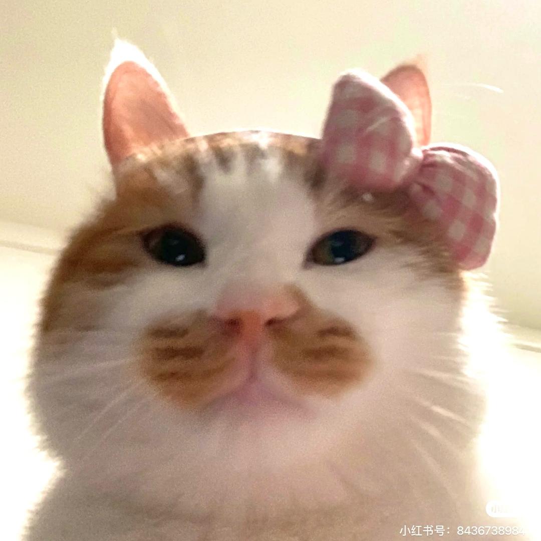 猪猪要喝奶茶