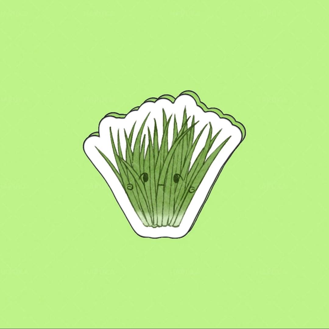 布次韭菜
