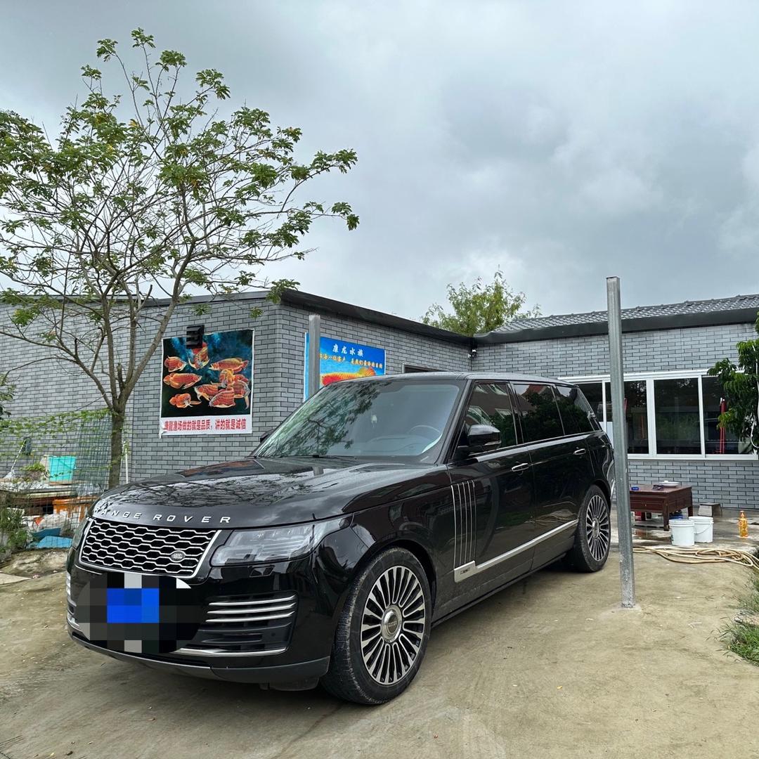 康龍红龙鱼【潜龙虎魟】水族观赏鱼金龙鱼