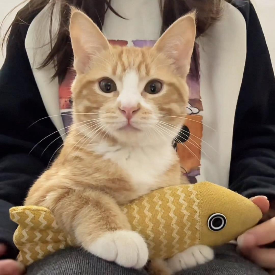吃咩猫