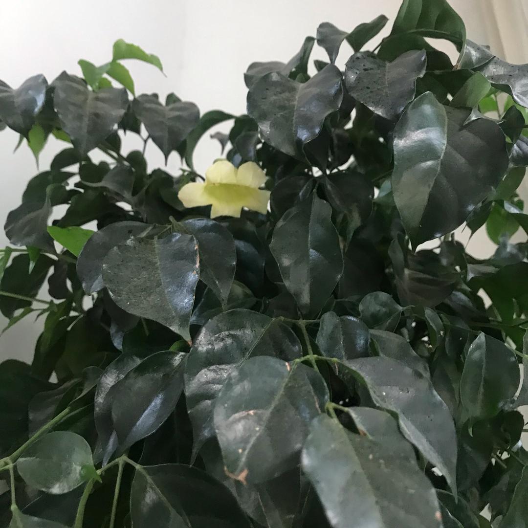平安王姐（草木亦有情）