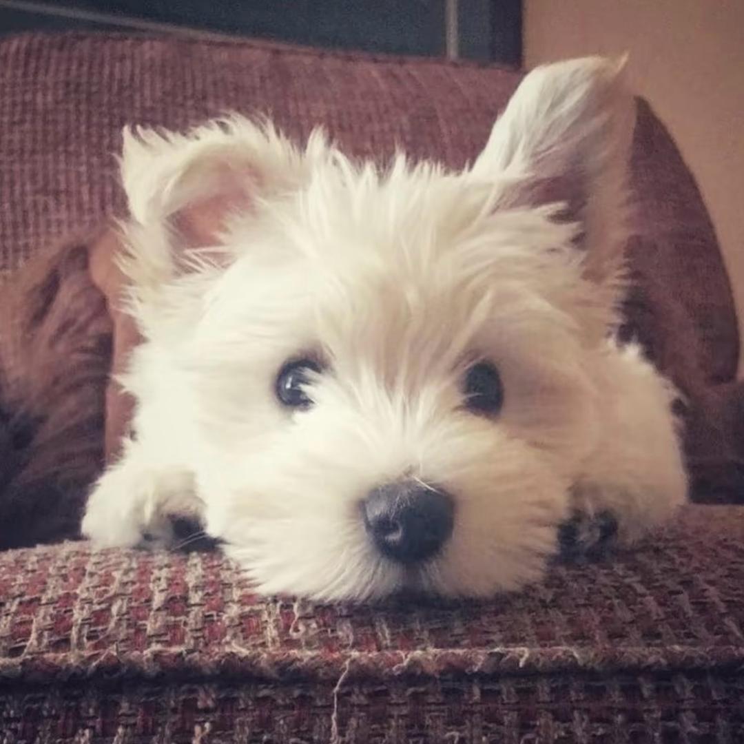 Oliver-Y