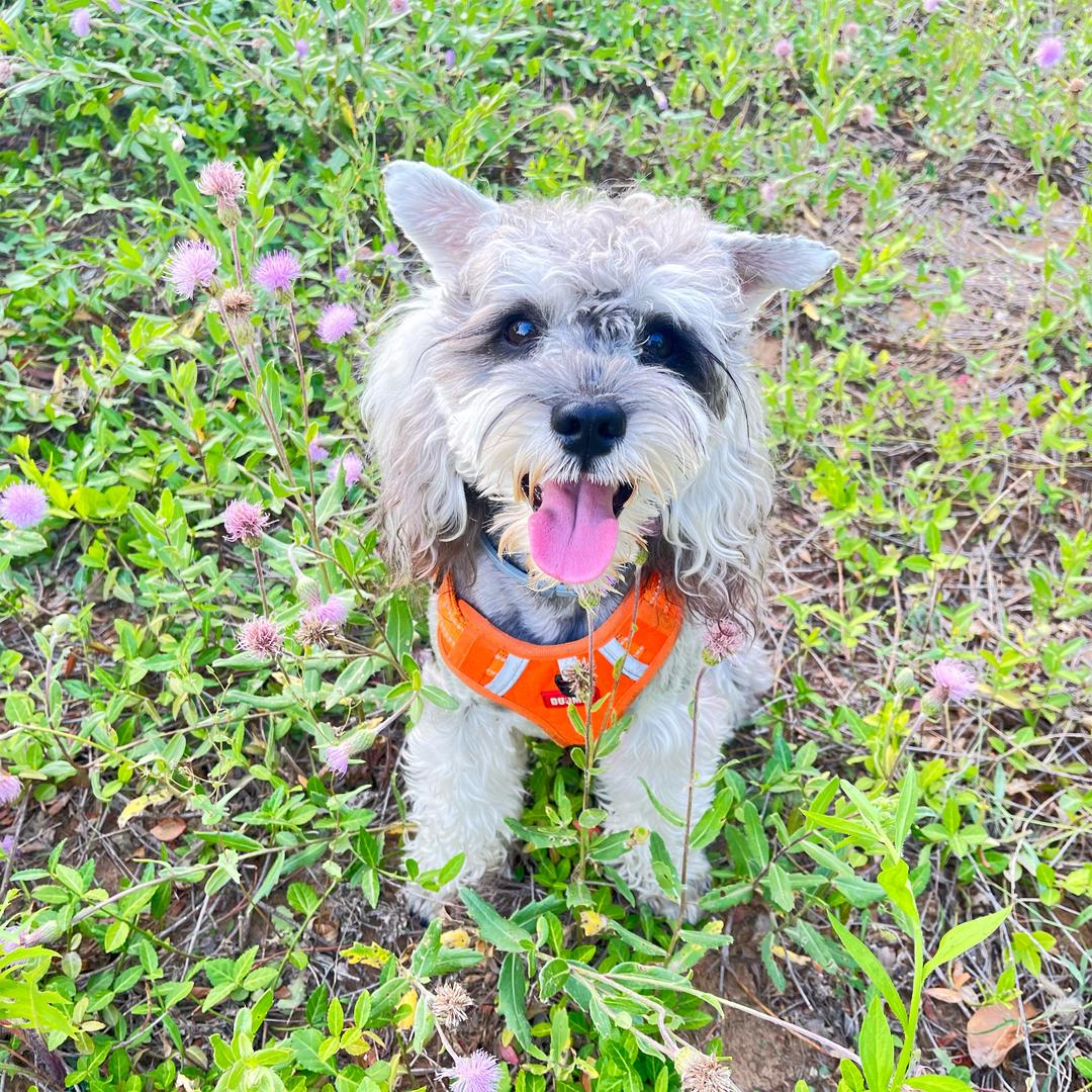 无忧无虑小十三