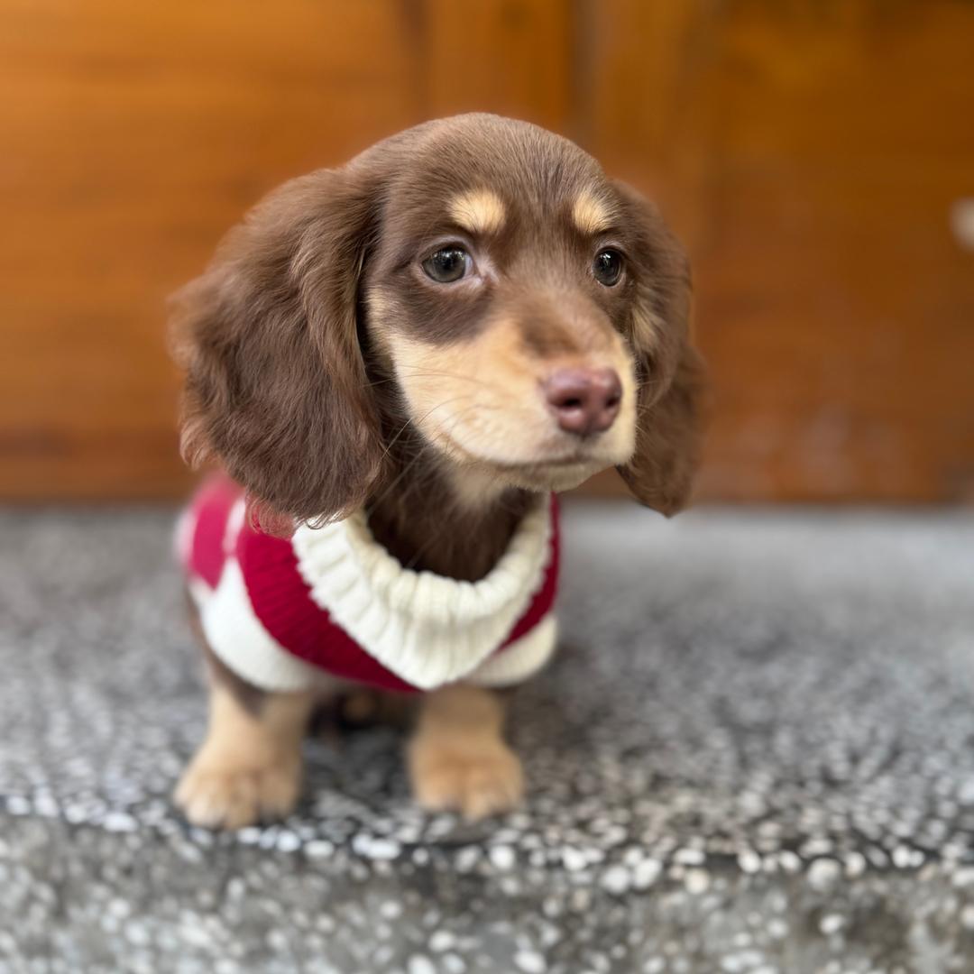 图图弟弟（╹◡╹）