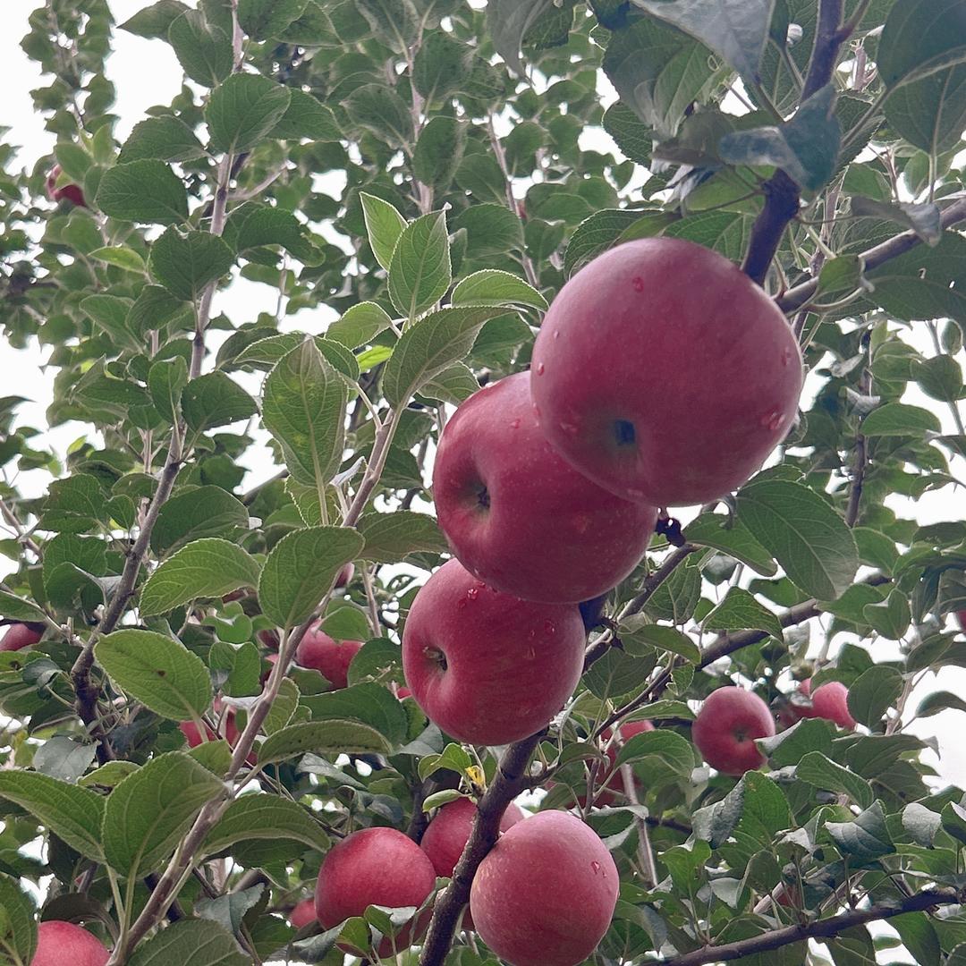 昭阳区好又多果园