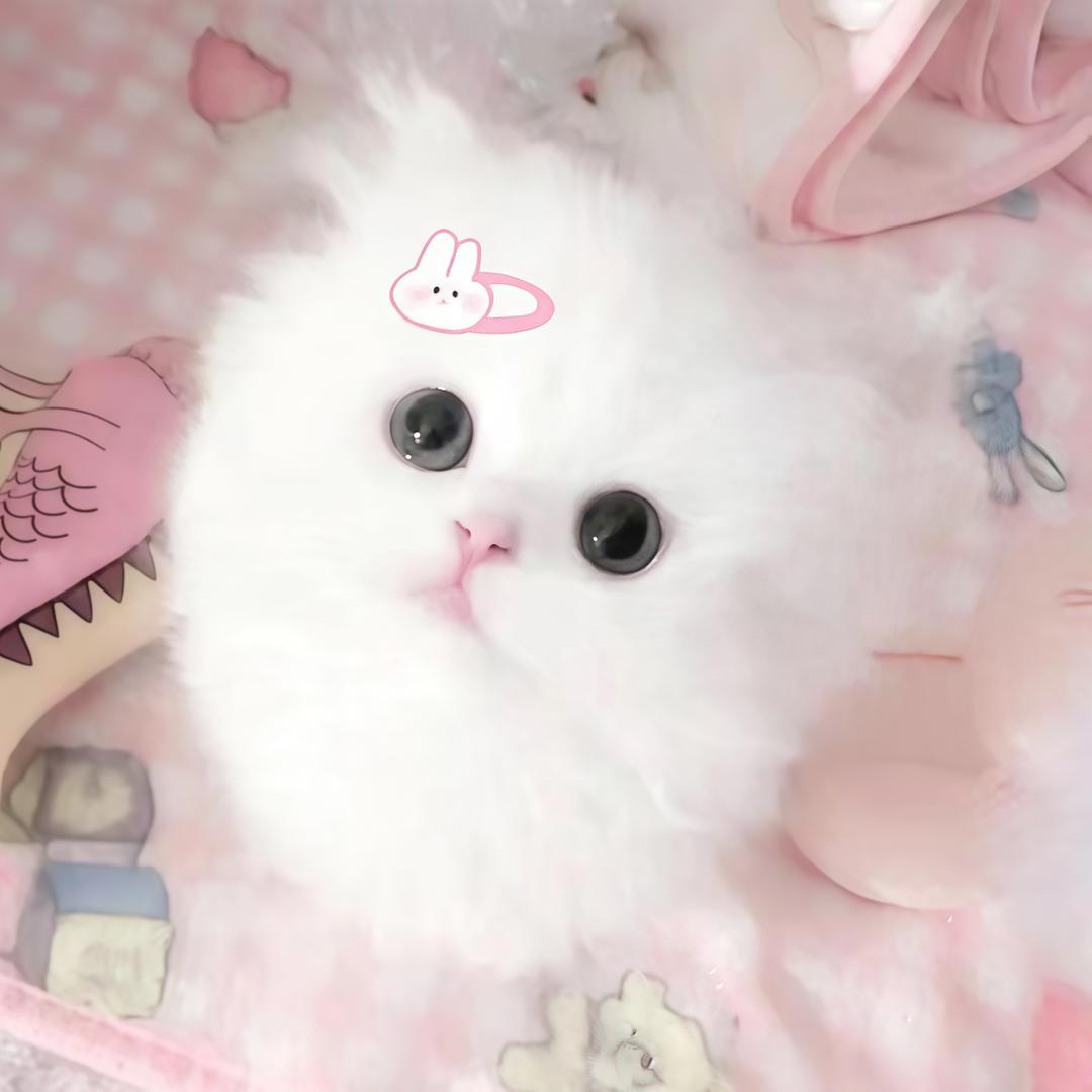 我的梦里养只猫