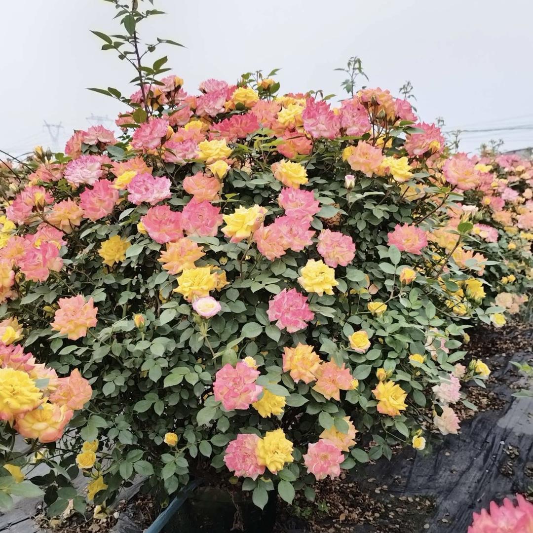月季花球——欢哥园艺