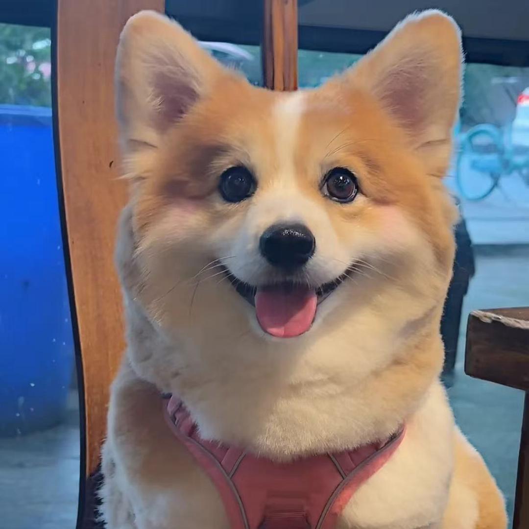 小狗不咬银🍀