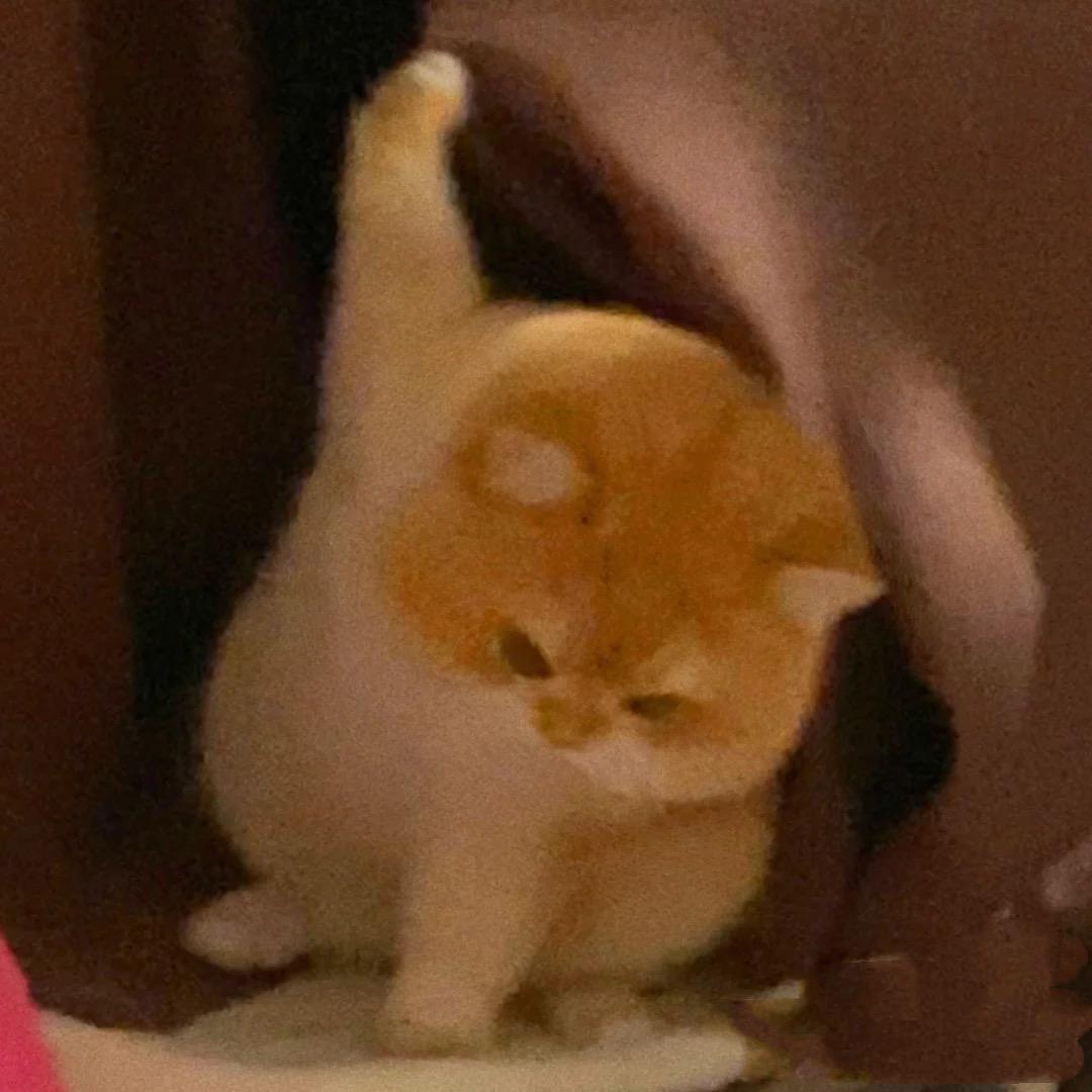 贝贝大王