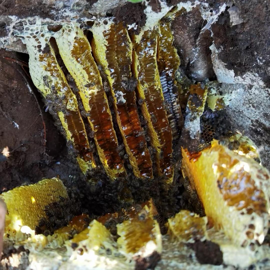 海南野生土蜂蜜🐝