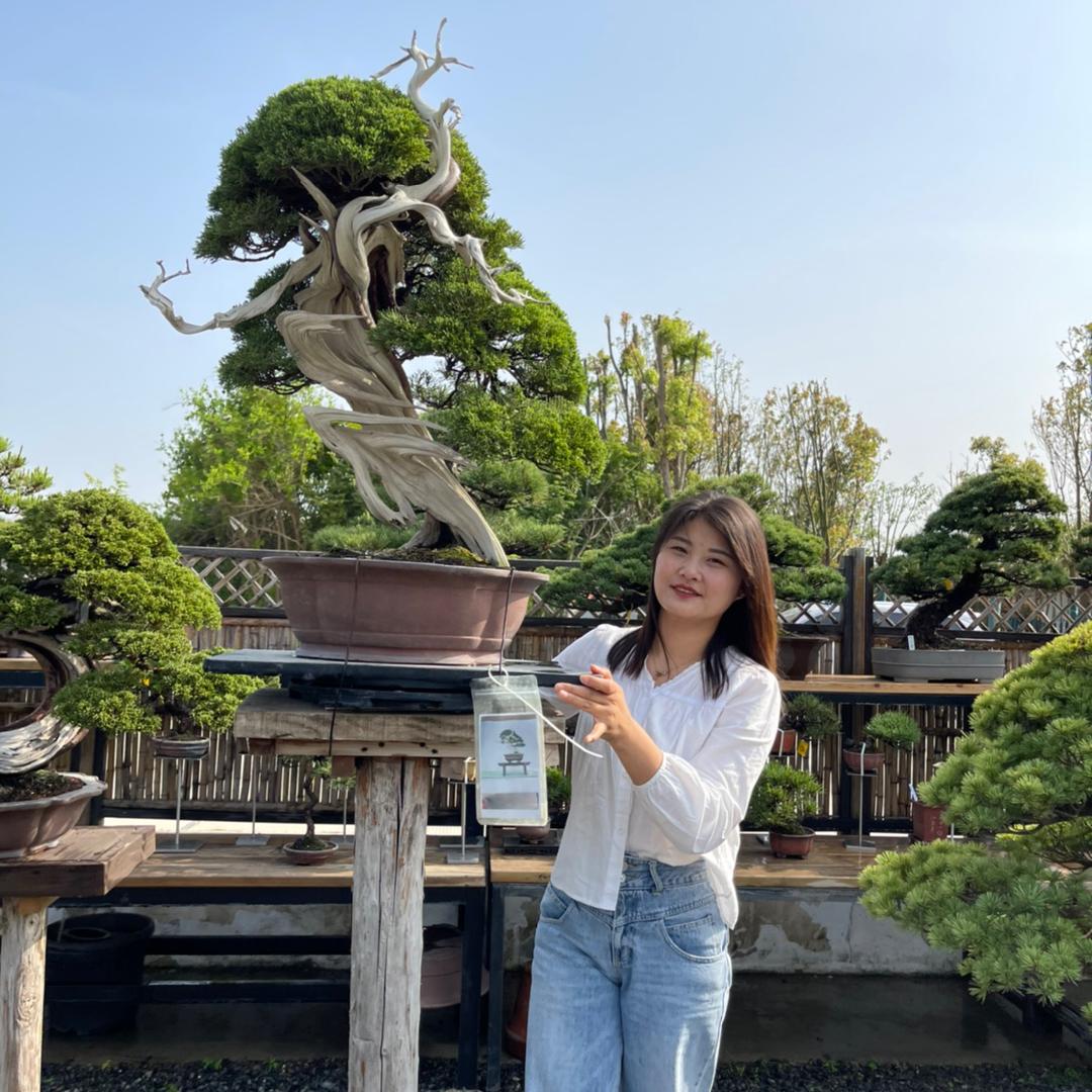 云艺轩盆景