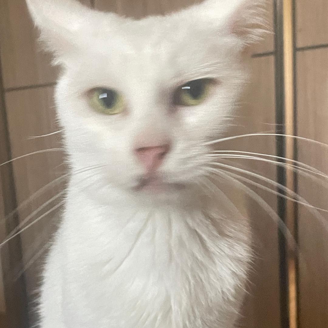 宫崎羊羔
