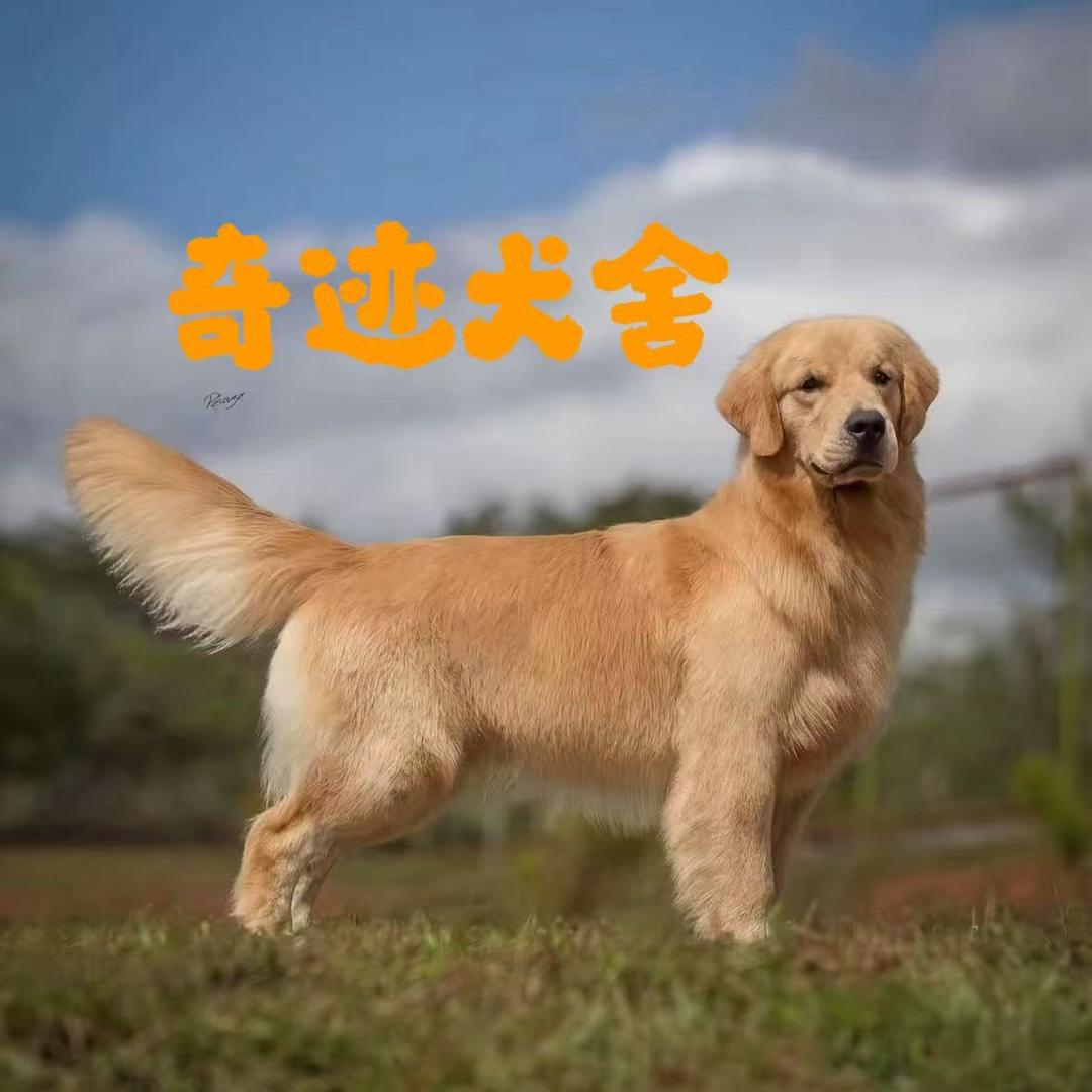 奇迹犬舍1