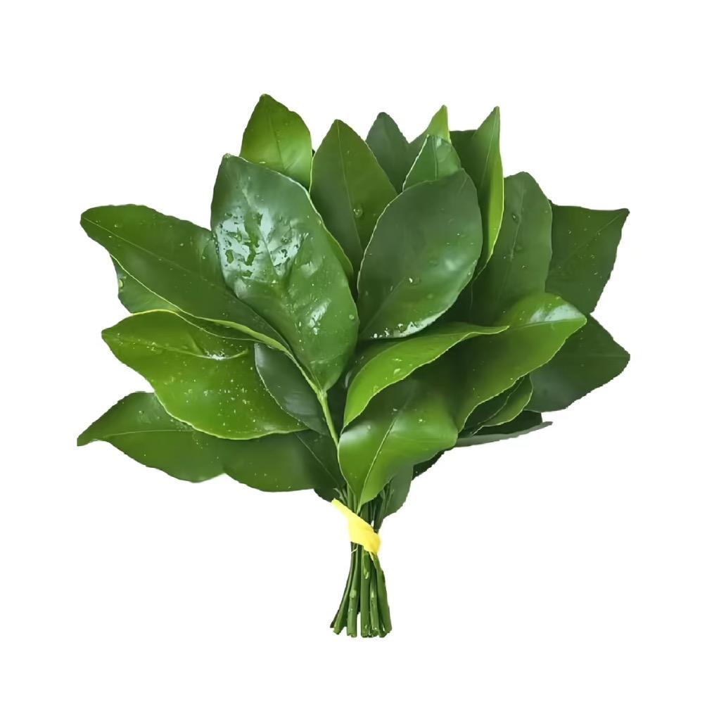 不敢胡骚清