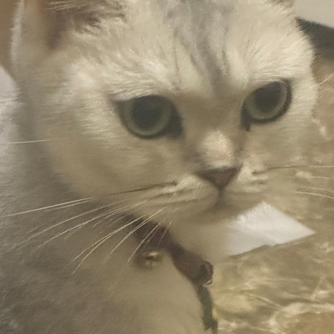华仔猪猪