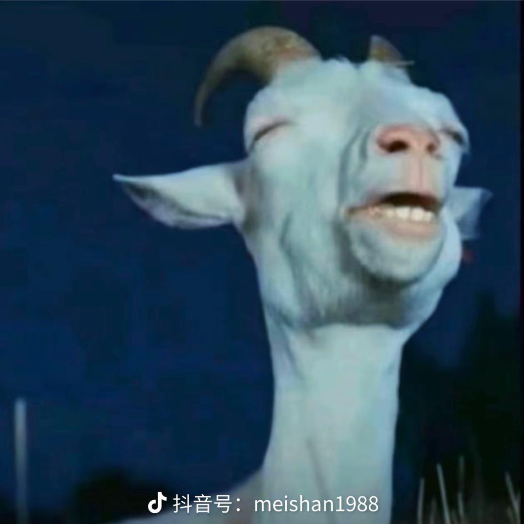 西北种不出玫瑰