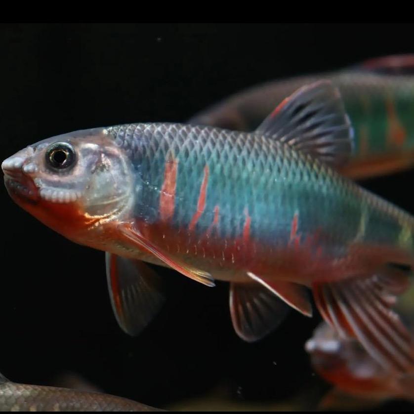 红鲤鱼与绿鲤鱼与驴1