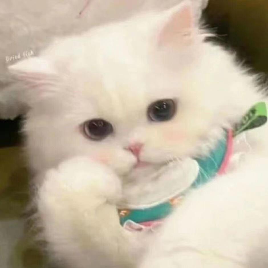诗酒趁年华