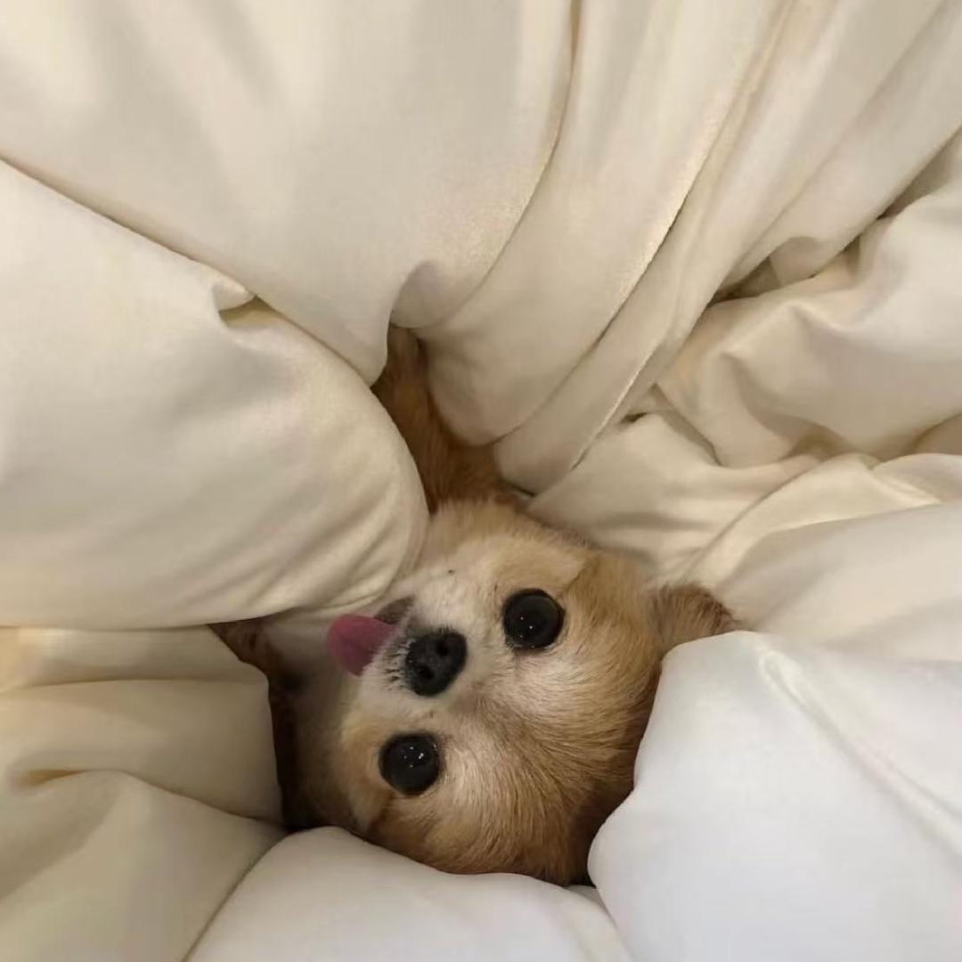 鱿鱼圈