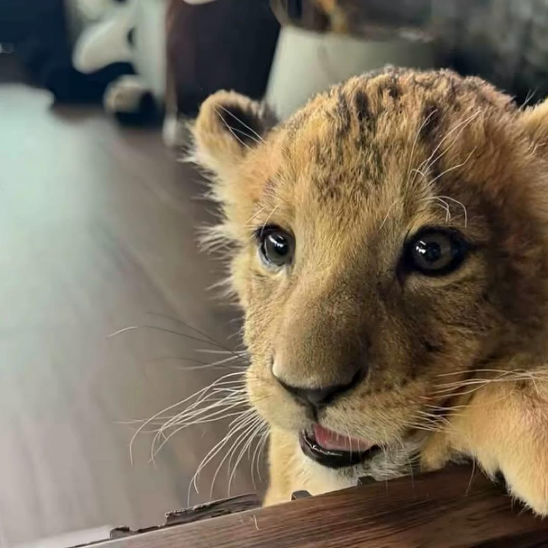 ㅤㅤ ㅤㅤㅤㅤㅤ ㅤㅤㅤㅤ