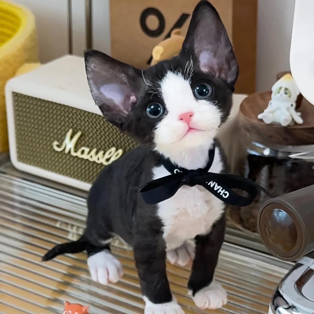 伯乐德文卷毛猫