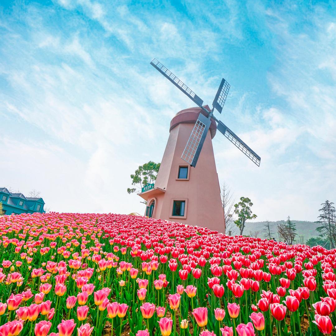 爱养花的花谷园丁