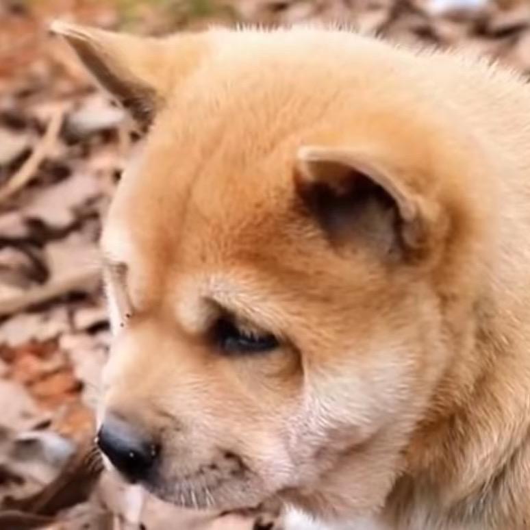 《阿迪》土猎田园犬专场