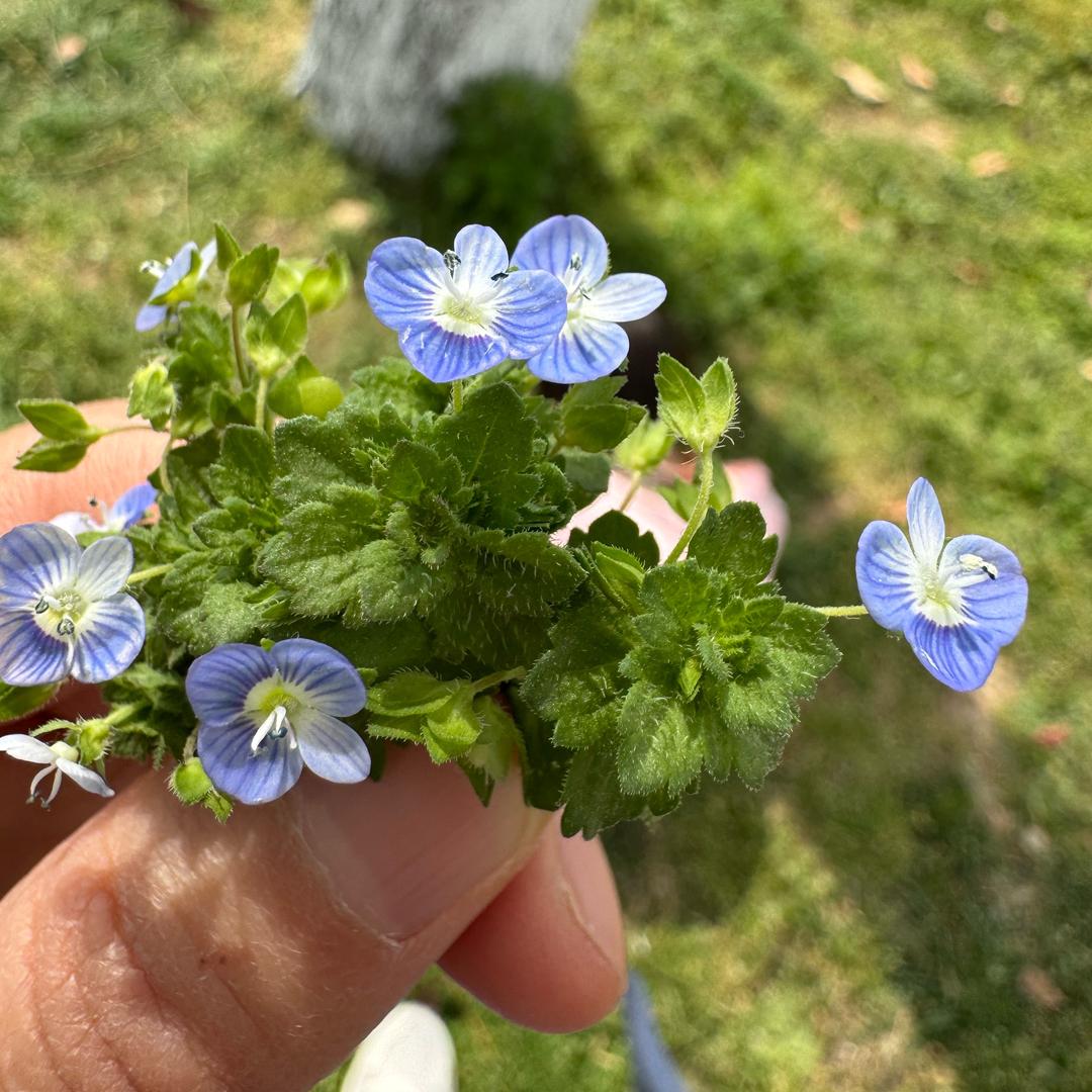 青青子衿，悠悠我心