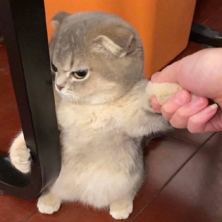 十二