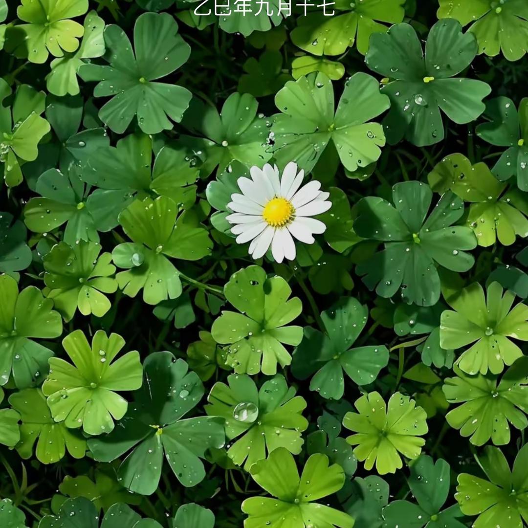 蒋蒋