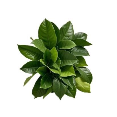 深海鱼.