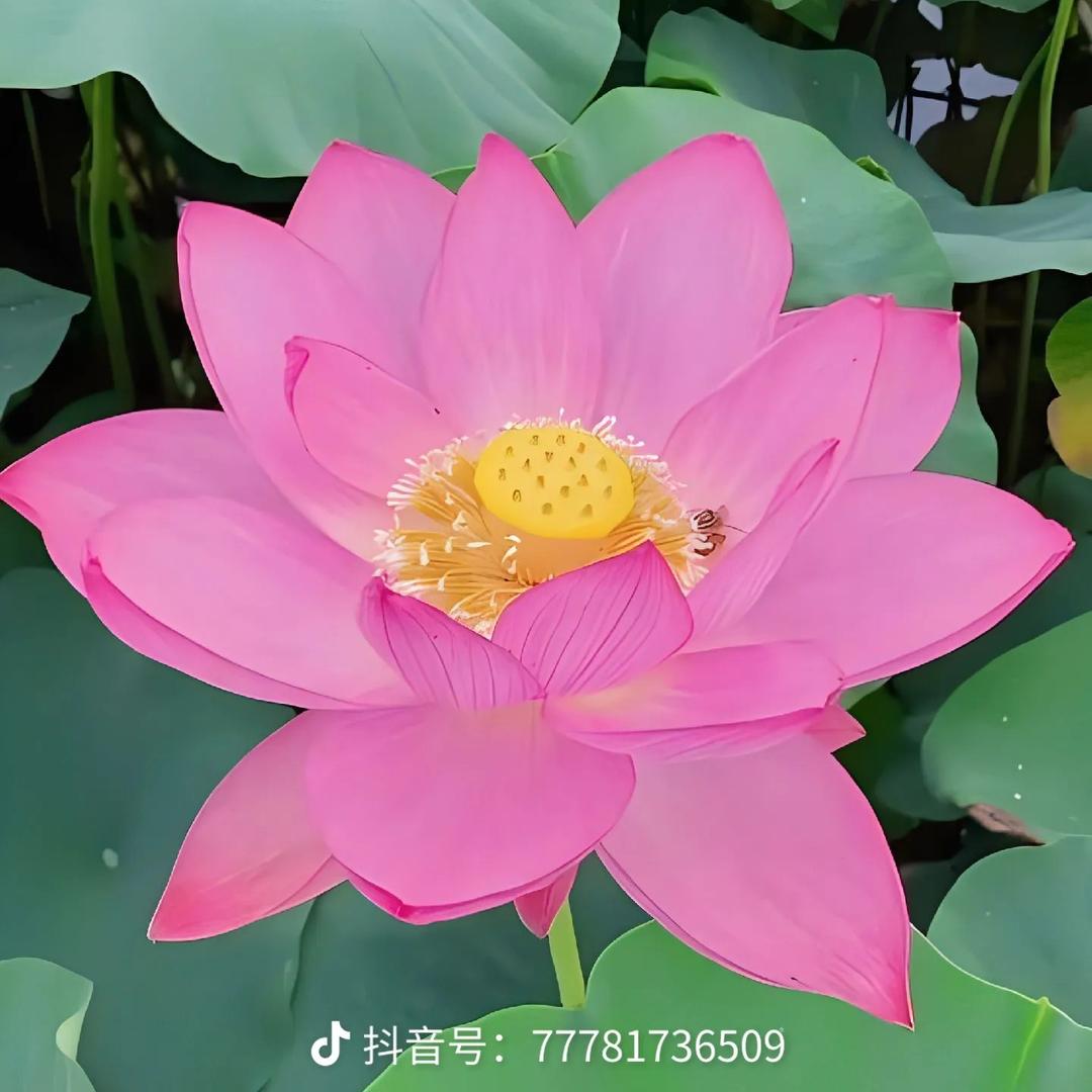 好人一生平安