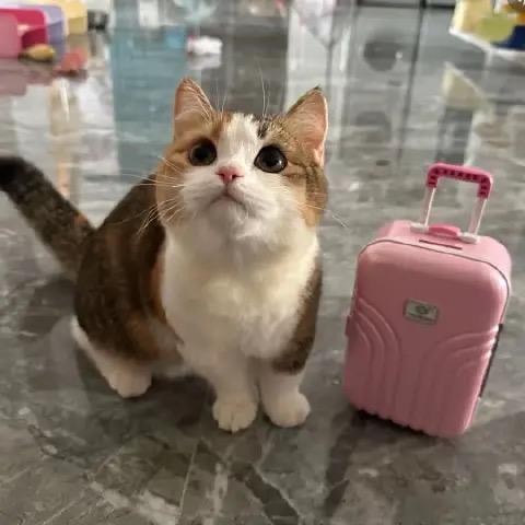 Miya