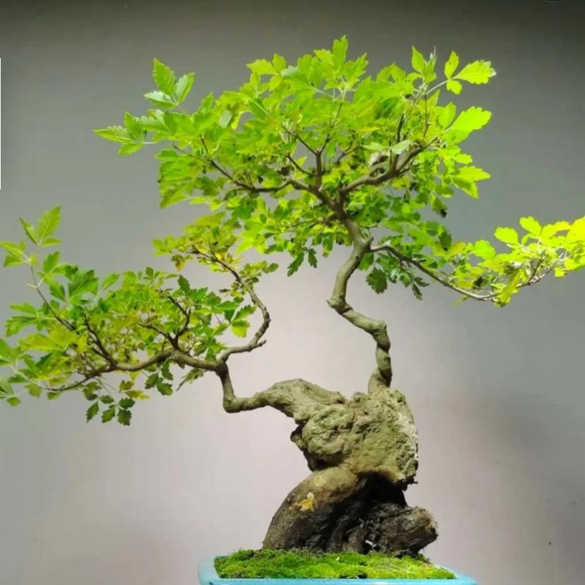 综艺黄荆盆景102