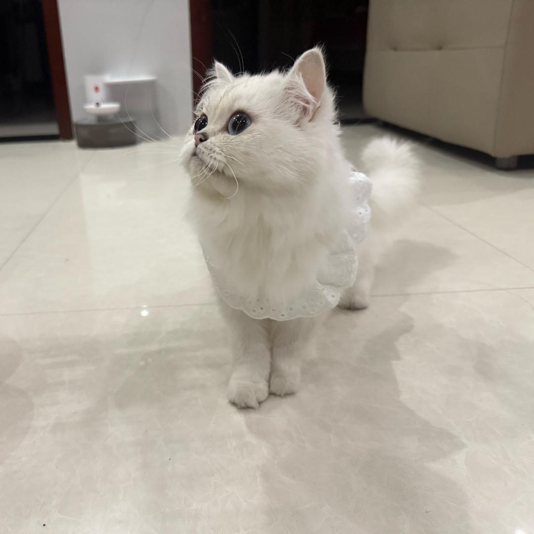 0泡