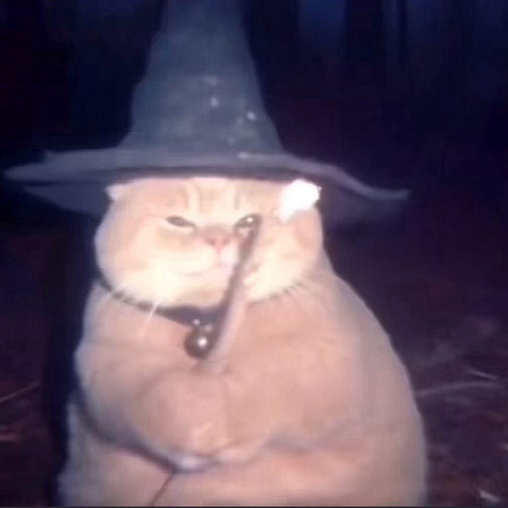 猫毛🐈