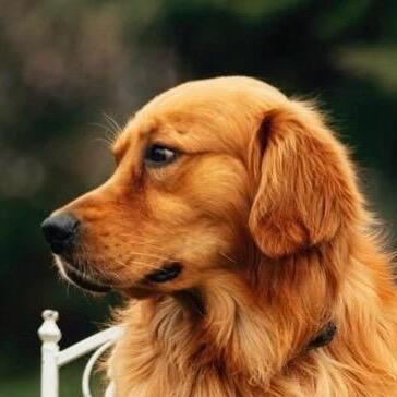 金毛寻回犬
